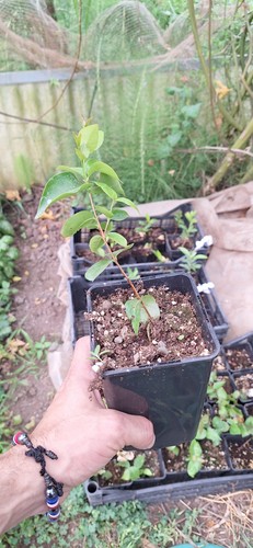 Pianta pitanga eugenia - di,