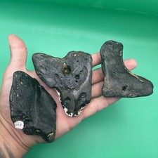 MEGALODONTE DENTI FOSSILI