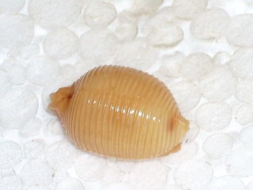 Cypraea childreni very big - childreni,