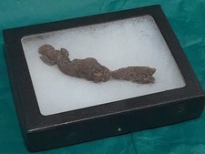 Coprolite Large Dinosaur Lizard Or Turtle Poo In A Display Case 130 MYO 9cm