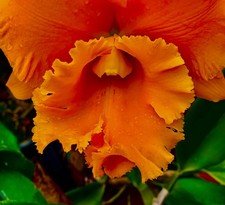 Cattleya siam orange pearl - siam,