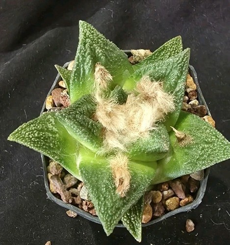 Ariocarpus godzilla hintonii - ariocarpus,