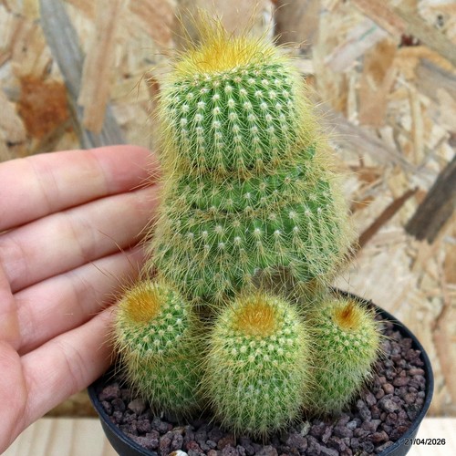Notocactus lenighausii vaso - notocactus,