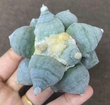 Vendita Raro Cactus A