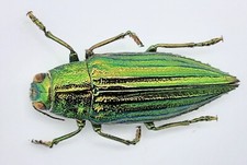 Buprestidae, Crisodema eximia