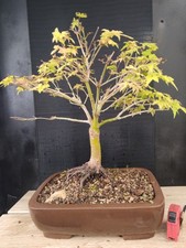 bonsai di acero palmato