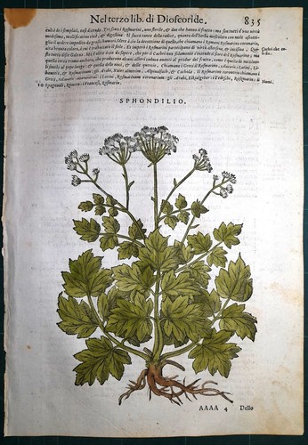 Stampa antica mattioli - antica,