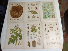 1899 1900 stampa antica - antica, =