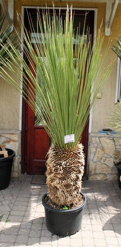 Dasylirion miquihuanensis dal