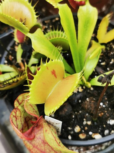 Dionaea muscipula patches - muscipula, --