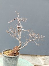 Bonsai Olmo Campestre 47x10cm