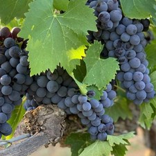 Semi montepulciano 10 - -,