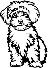 Adesivo maltipoo - -,
