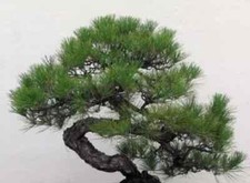 Pino Nero Giapponese - Pinus