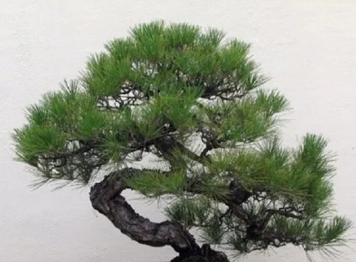 Pino negro japones pinus - pino,