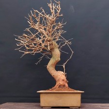 Bonsai Maulbeerbaum, GELSO