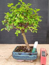 bonsai  olmo cinese  h 29 cm