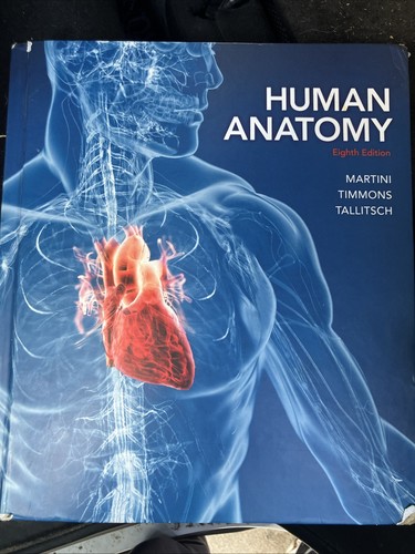 Human anatomy - human,