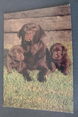 Modern dog postcard chocolate - modern, postcard,