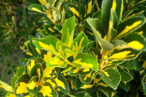 Piante evonimo giapponese - piante, di