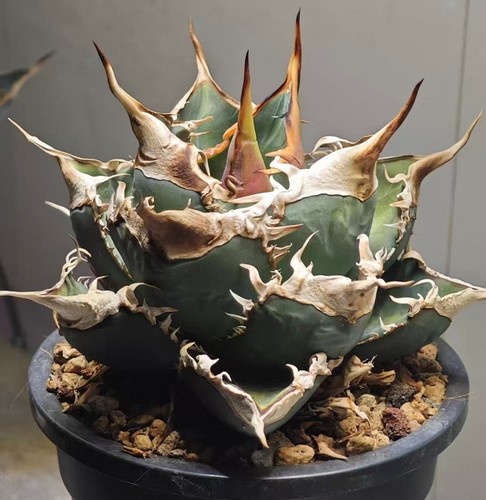 Vendita rara pianta - , agave