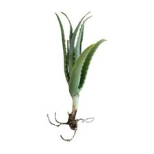 Aloe arborescens pianta di 1 anno biologica curativa e per la pelle