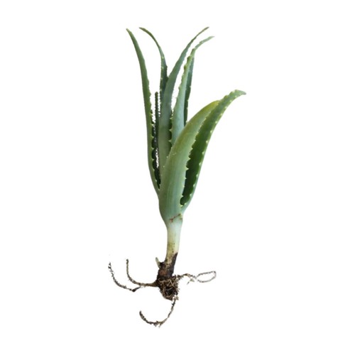 Aloe arborescens pianta 1 - arborescens,