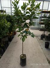 Pianta di pompelmo bianca in fitocellula (foto piante vere) ha un buon odore 