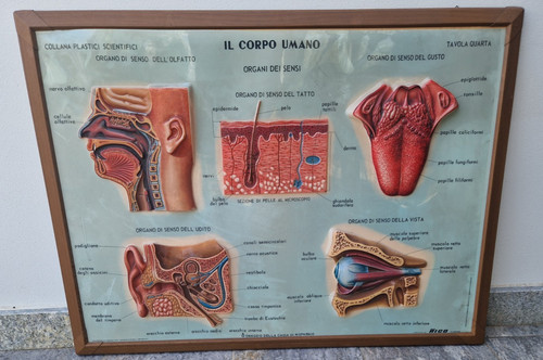 Rico firenze corpo - firenze, 5