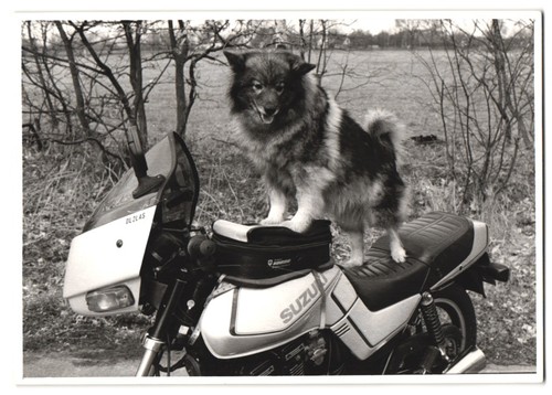 Fotografie moto suzuki - moto, gsx