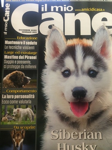 Mio cane 2021 287 siberian - cane, 287.siberian