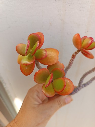 Crassula ovata hojas para - crassula, ovata,