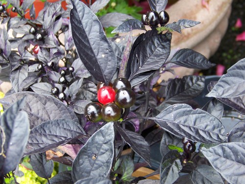 Semi peperoncino black - semi,