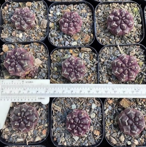 Pezzi pianta cactus - pianta, rara