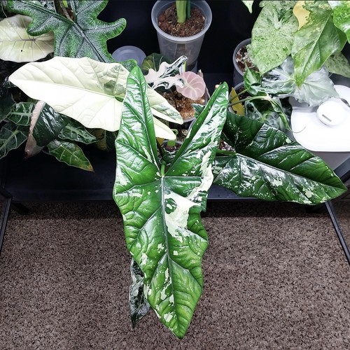 Variegated alocasia corm - alocasia,