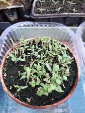 500 Semi Solanum Torvum 