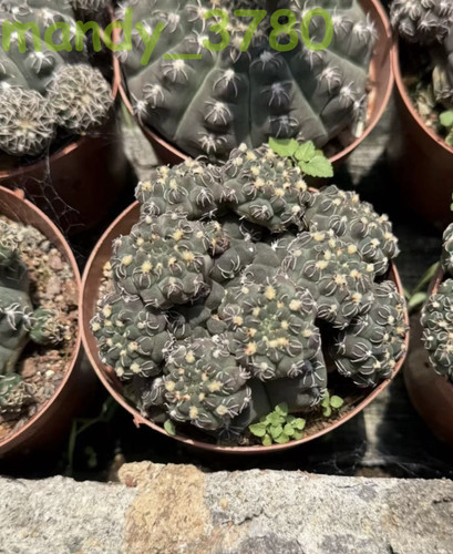 2pcs piante cactus - 2pcs, di