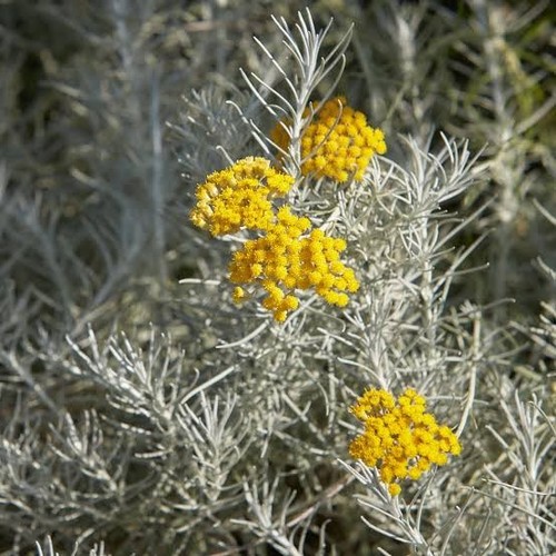 Elicriso italicum - italicum,