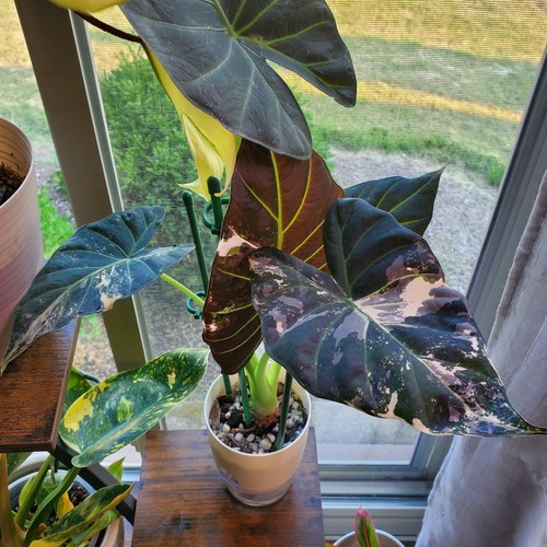 Alocasia regal shield albo - alocasia,