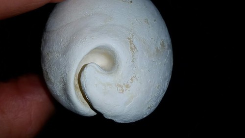 Fossile/fossilizzato
