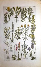 Stampa antica BOTANICA ERBARIO