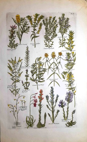 Stampa antica botanica erbario - stampa,