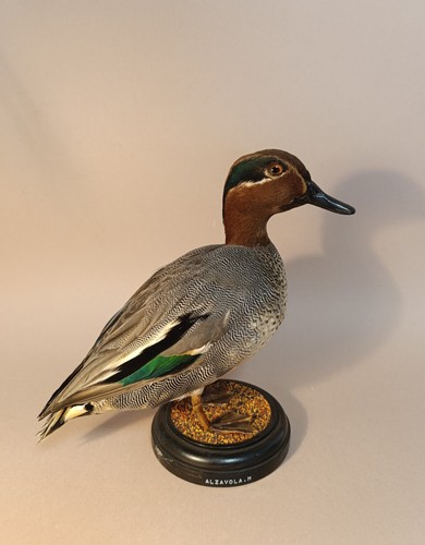 Taxidermy cabinet de - cabinet,