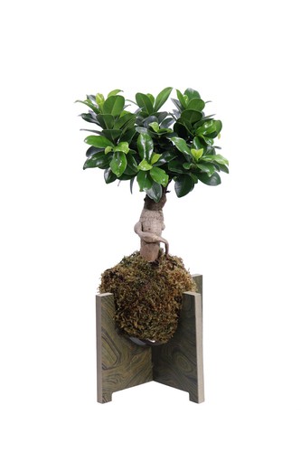 Pianta kokedama mix - di,