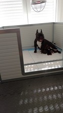 Cassa parto per cani - parto,