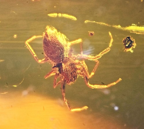 Araneae - 11,3,
