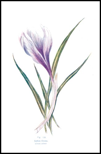1910 stampa antica - 1910, botanica