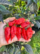 25+ Dorset Naga Hot Pepper