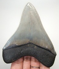 SPLENDIDO DENTE DI SQUALO
