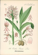 Chromolithographie : Affen-Knabenkraut. Orchis Simia Lam. Orchidaceae. Syn. O. t